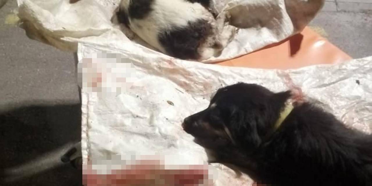 Köpeklerin Çuvala Konup Atıldığı İddiası