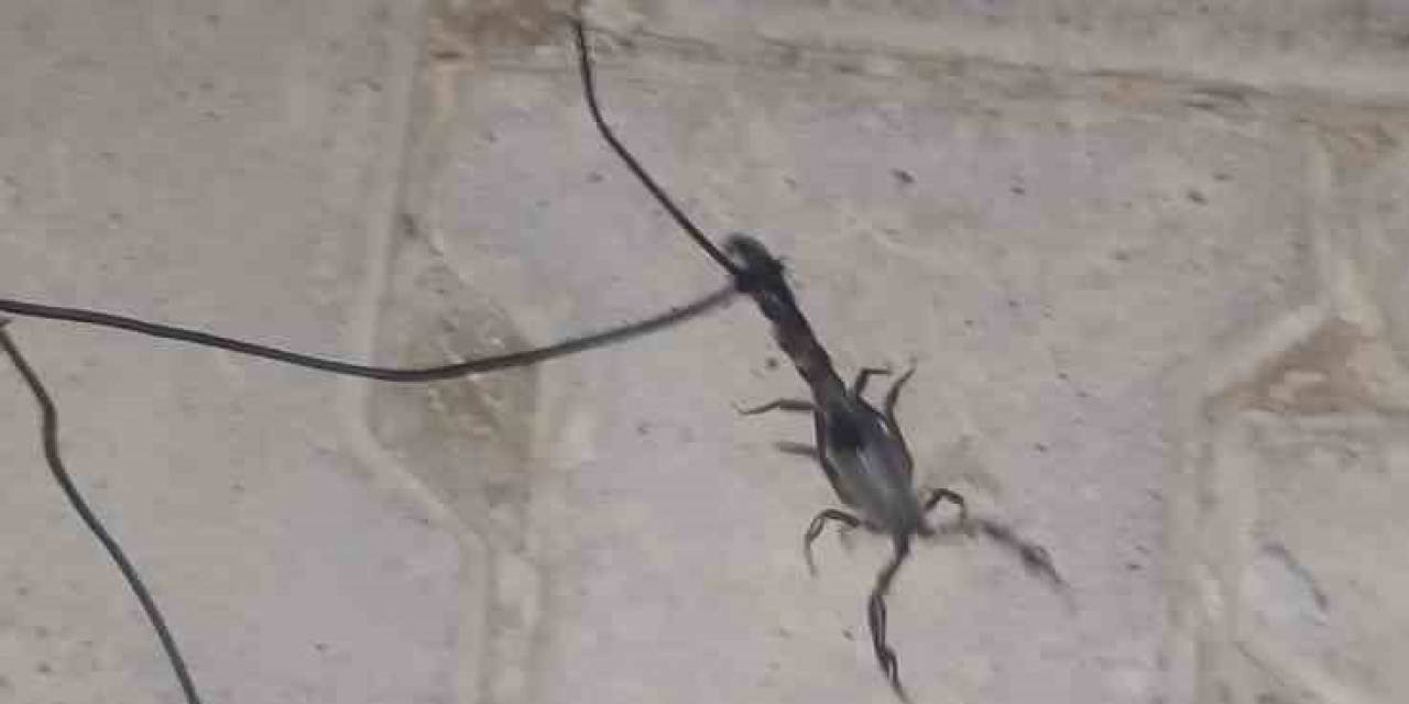 Kuyruğuna İp Taktığı Akrebi Müzik Eşliğinde Gezdirdi