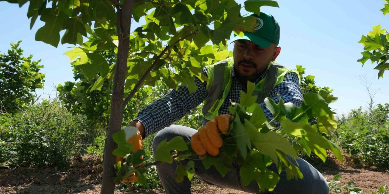 Malatya’da 30 Bin Fidan Toprakla Buluşacak