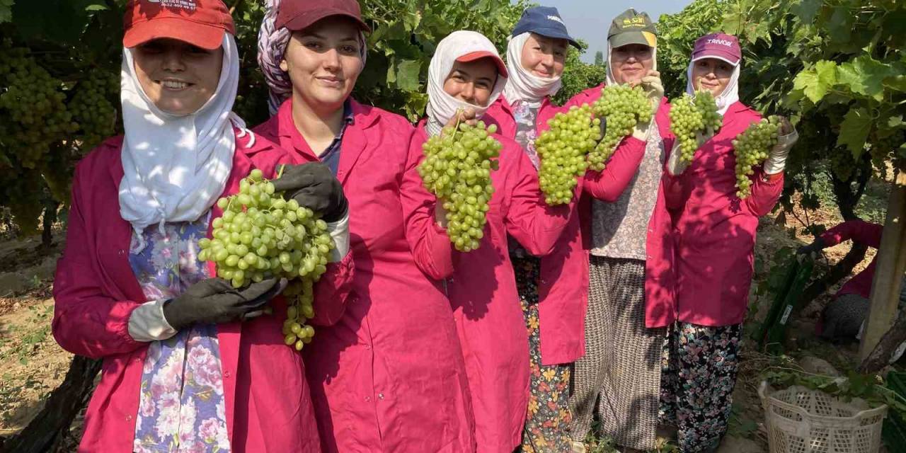 Yaş Üzümde İhracat Hedefi 200 Milyon Doların Üzerinde