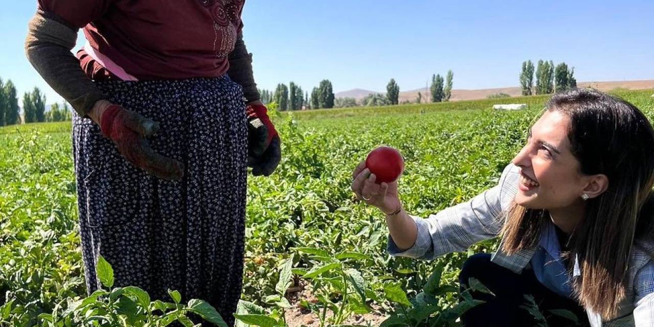 Kaymakam Eroğlu Domates Hasadına Katıldı