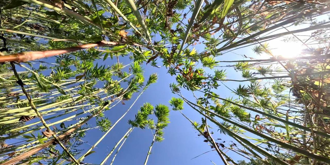Kenevirde Sözleşmeli Üretime Geçildi, Ekim Alanı 10 Katına Çıktı