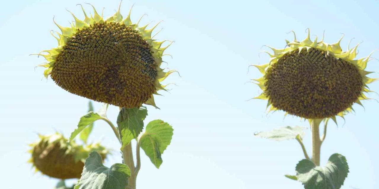 Ayçiçeğinde Yabancı Tohuma Karşı Yerli Tohum Başarısı