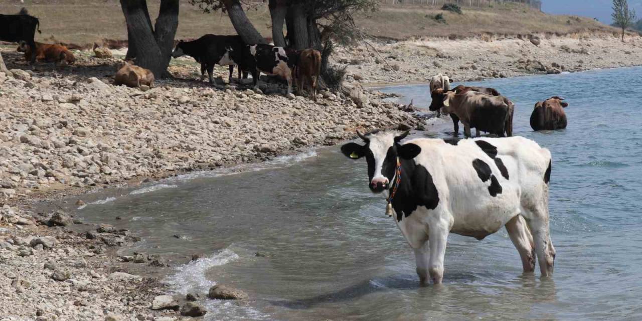 Bolu’da İneklerin Serinleme Keyfi