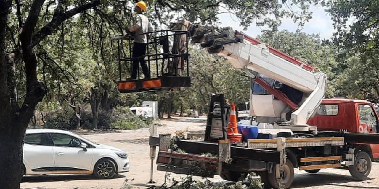 Ören’de Anıt Ağaçlar Realite Ediliyor.