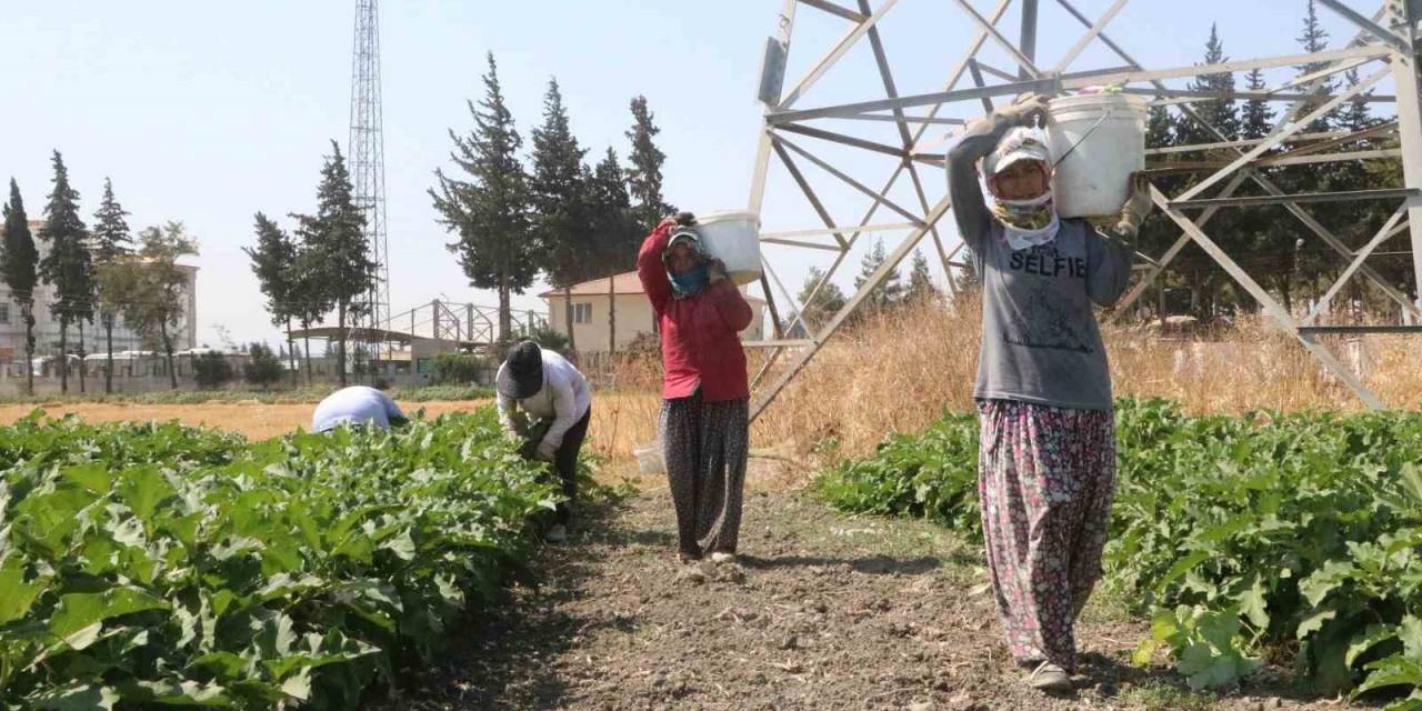 Depremzede Kadınların 50 Dereceyi Bulan Sıcakta Zorlu Patlıcan Hasadı