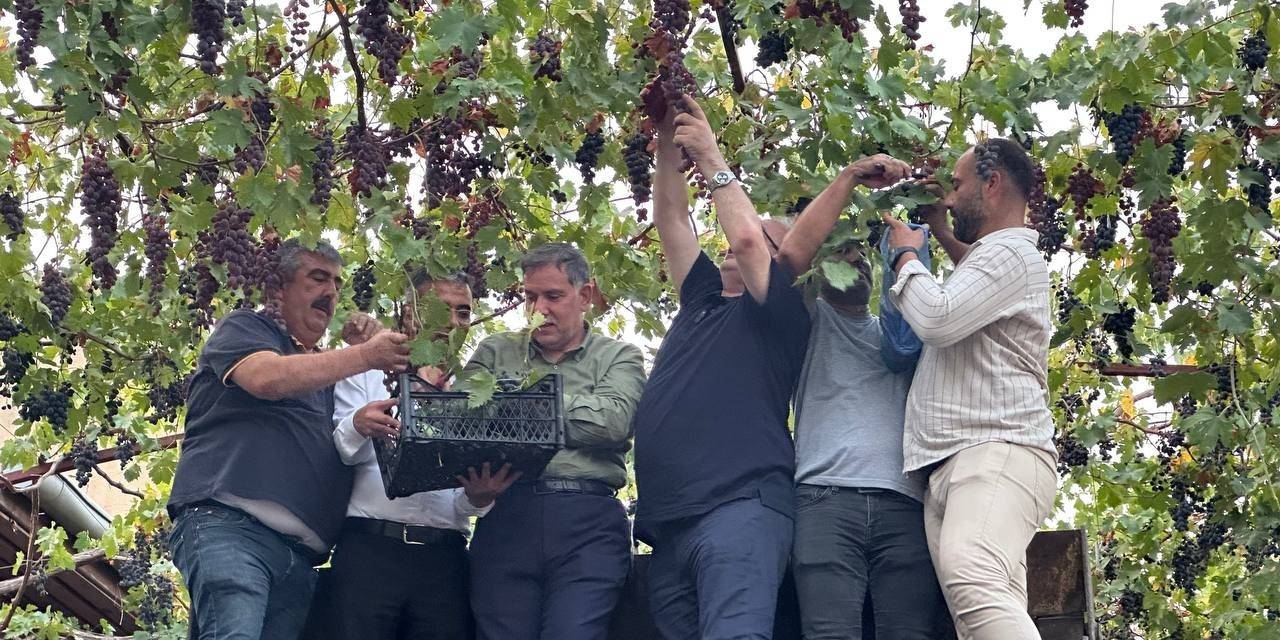 Tarihi Asmalı Sokakta Kepçe Üstünde Üzüm Hasadı Yapıldı