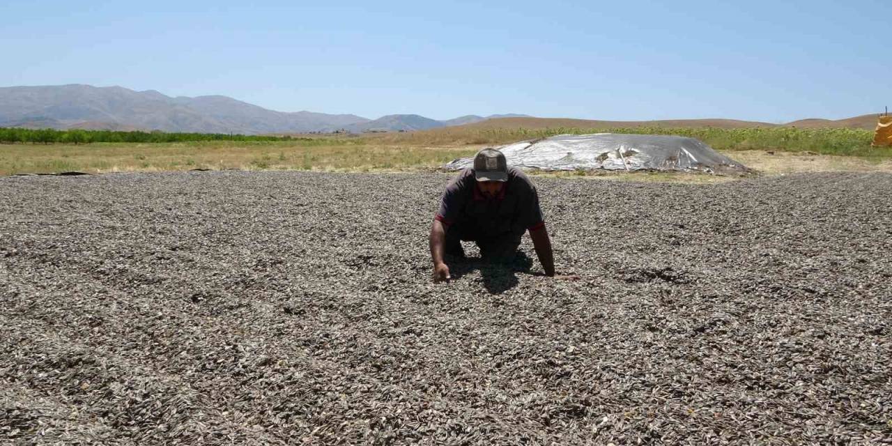 Malatya’da Ayçiçeği Hasadına Başlandı