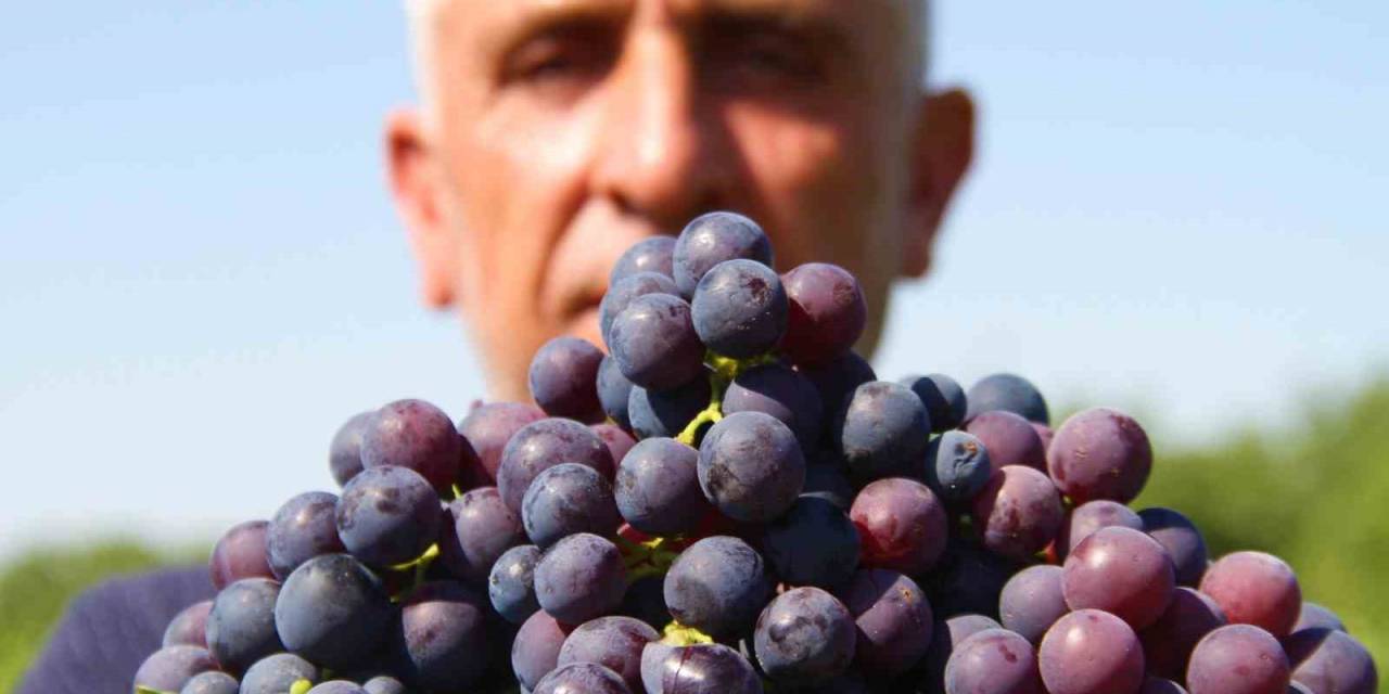 Elazığ’ın ’hoş Üzümü’nün Hasadı Başladı