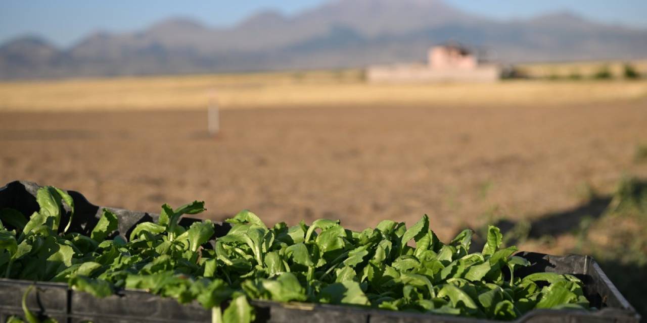 Genç Çiftçiler Erciyes’in Eteğinde Marul Üretiyor