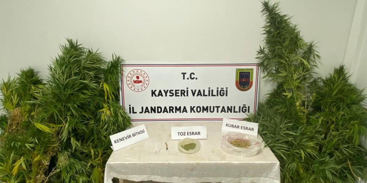 Evinde Kenevir Yetiştiren Şahıs Jandarmadan Kaçamadı