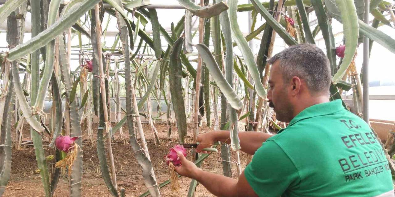 Efeler’in Ejder Meyveleri Hasat Edildi