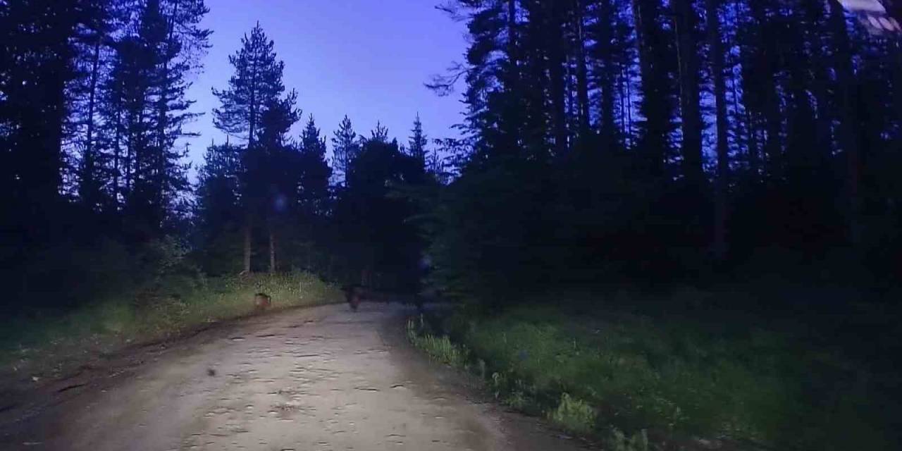 Yaban Hayat Bu Sefer Araç İçi Kamerasına Yansıdı