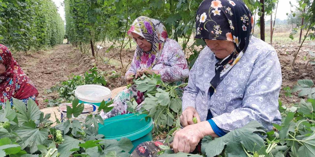 Türkiye’de Sadece Bilecik’te Yetişen Endüstriyel Bitki Şerbetçi Otunun Hasadı Başladı