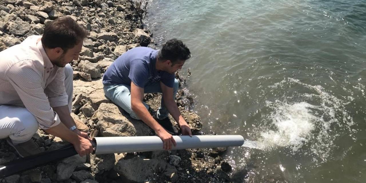 Çanakkale’de 484 Bin Sazan Göl Ve Göletlere Salındı