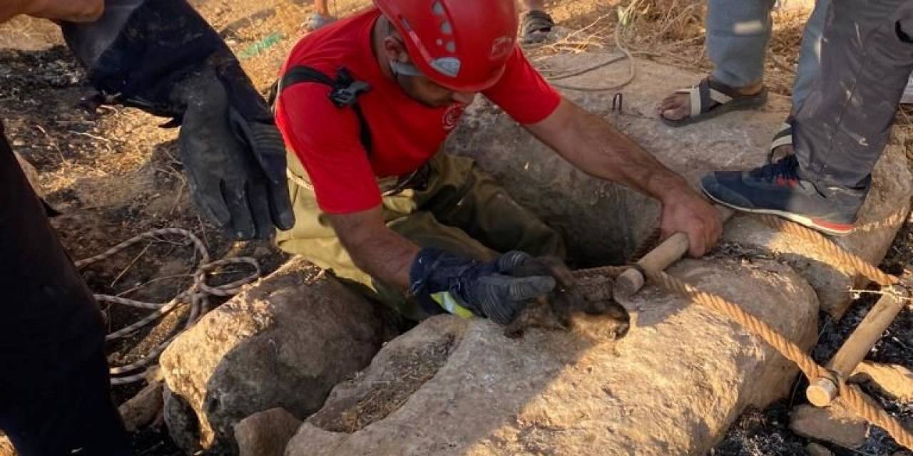 Şanlıurfa’da İtfaiye Ekipleri Kuyuya Düşen Kedi İçin Seferber Oldu