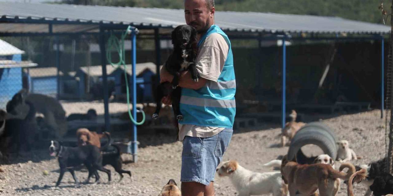 Pandemide Dost Ve Arkadaş Olan Cins Köpekler Kaderine Terk Edildi, Yüzlerce Üretim Çiftliği Kapandı