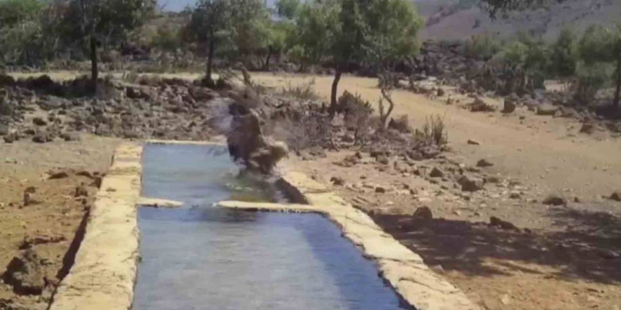 Serinlemek İsteyen Yabani Hayvanlar Yalağa Girdi, O Anlar Fotokapanla Görüntülendi