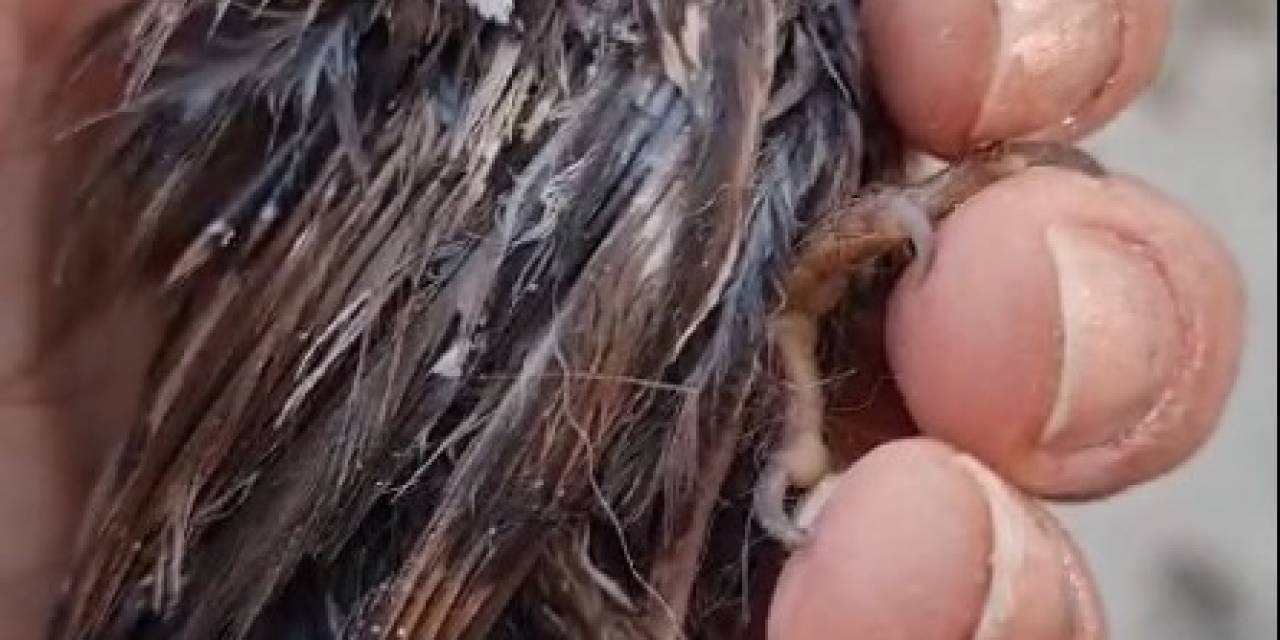 Sıcaktan Bitkin Düşen Serçeye Vatandaş Şefkati