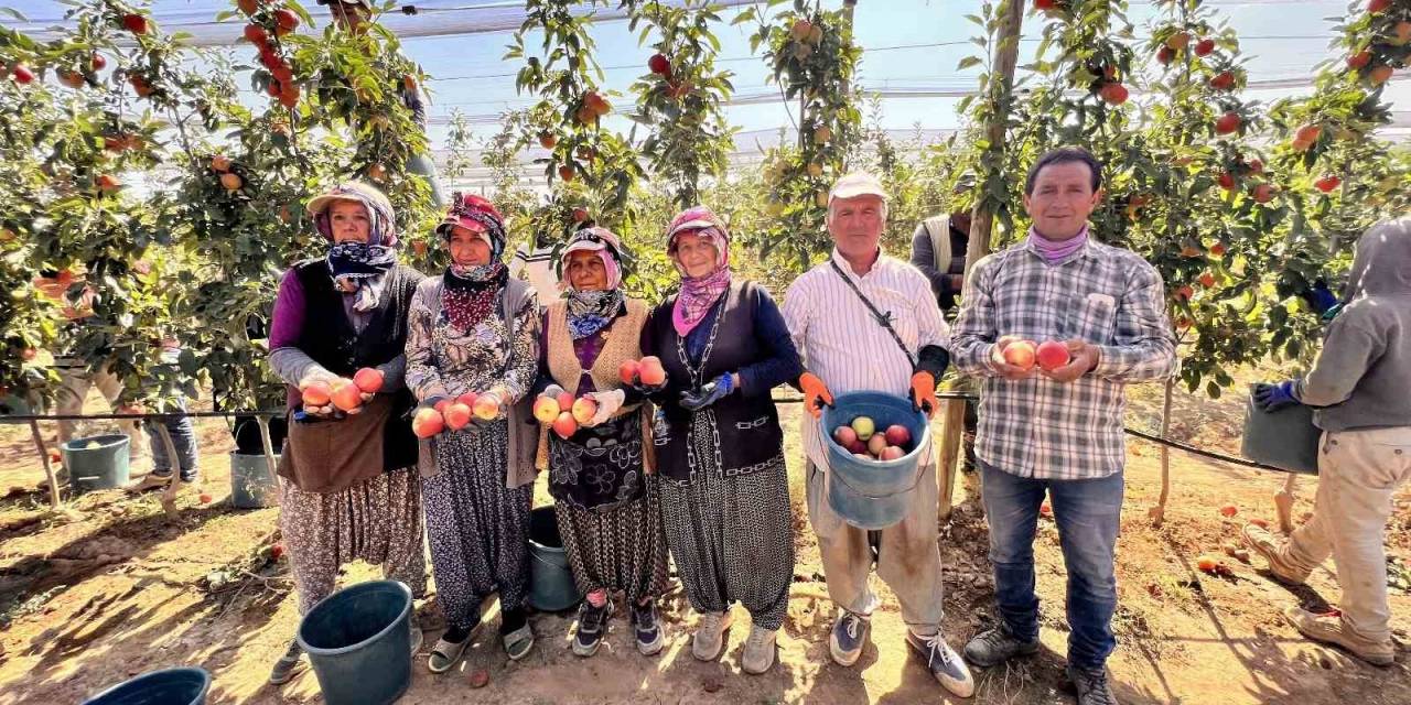 Niğde’de Bu Yıl 650 Bin Ton Elma Rekoltesi Bekleniyor