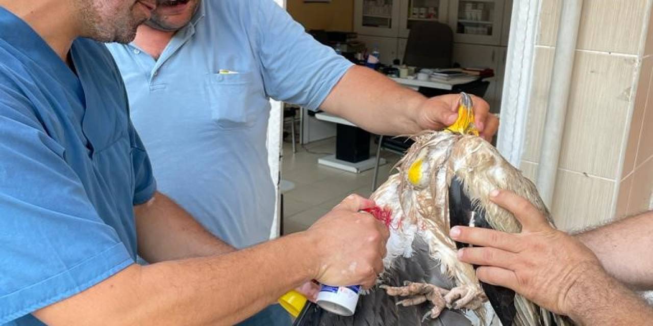 Yaralı Akbaba Tedavisinin Ardından Doğaya Bırakıldı