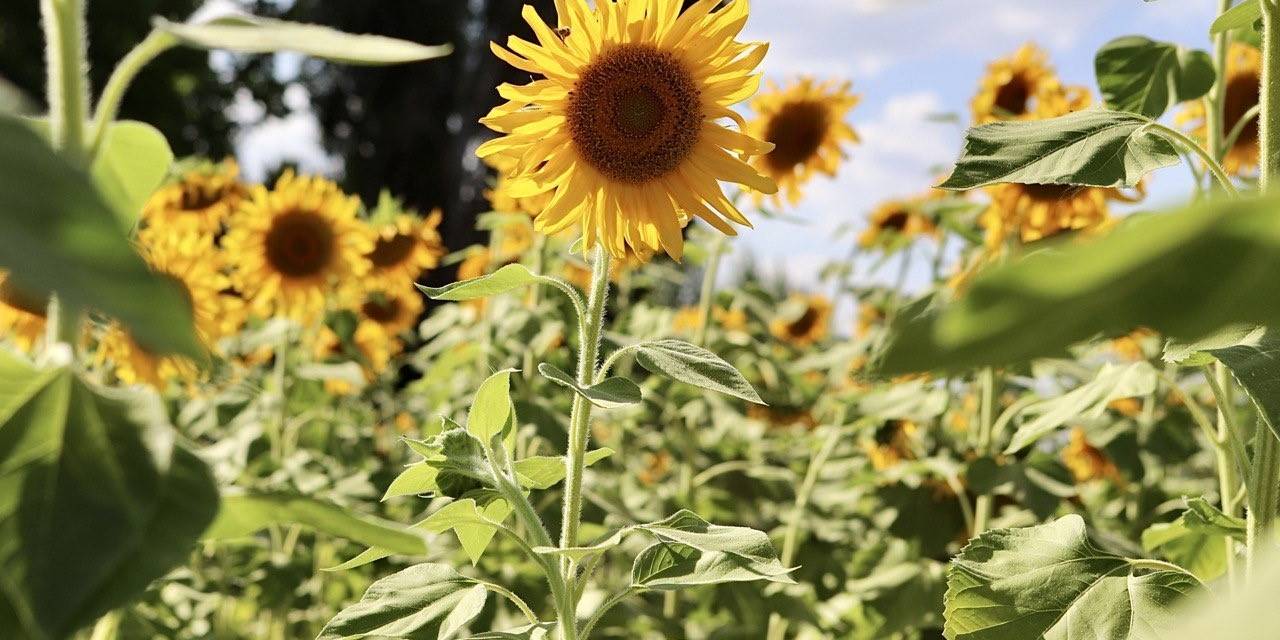 Yüzünü Güneşe Dönen “Günebakanlar” Göz Kamaştırdı