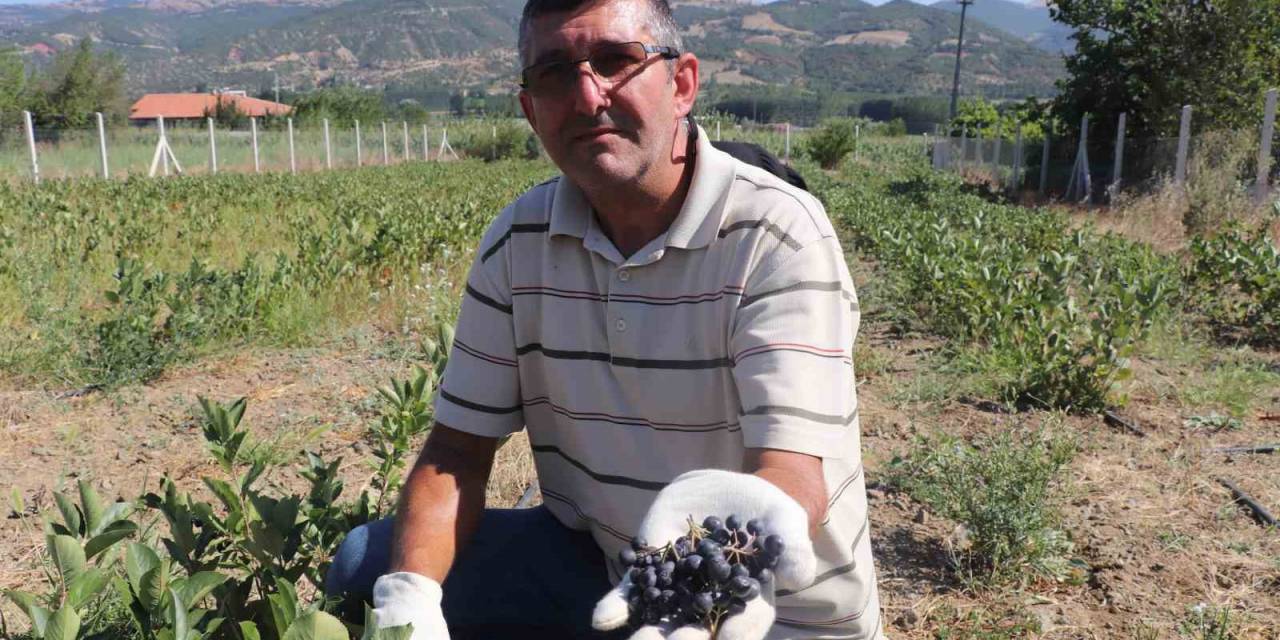 Kilosu 250 Tl, Nedenini İse Hasadını Bilenler Anlıyor