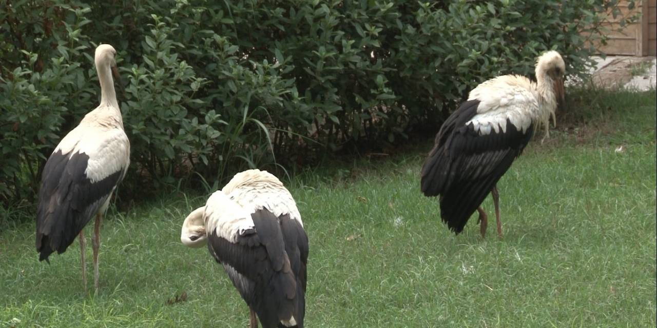 Bir Kentte Leylek Göçü Seferberliği