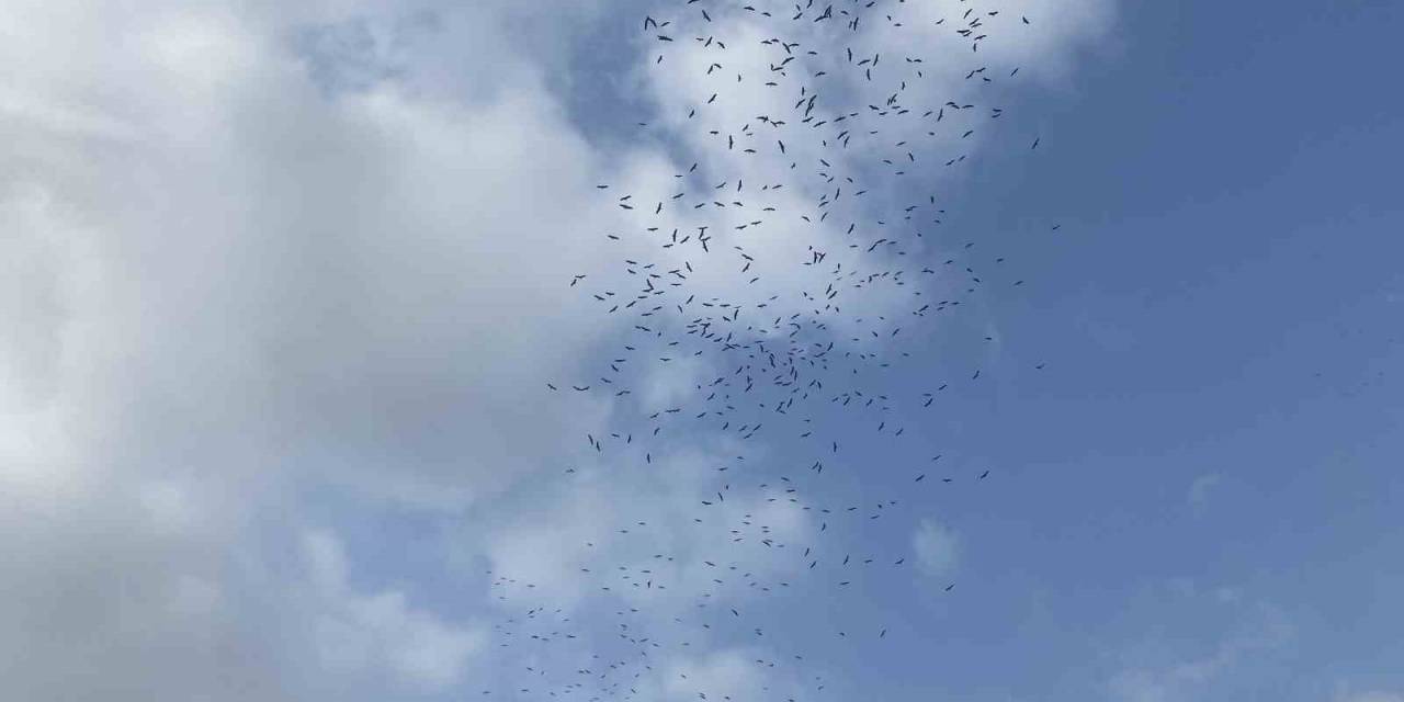 İstanbul Semalarını Yüz Binlerce Leylek Süsledi