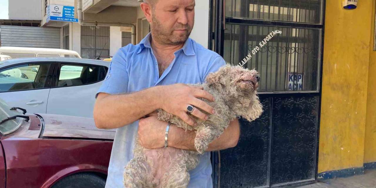 Ankara’da Pitbull Dehşeti: Evcil Hayvanın Çenesini Kopardı