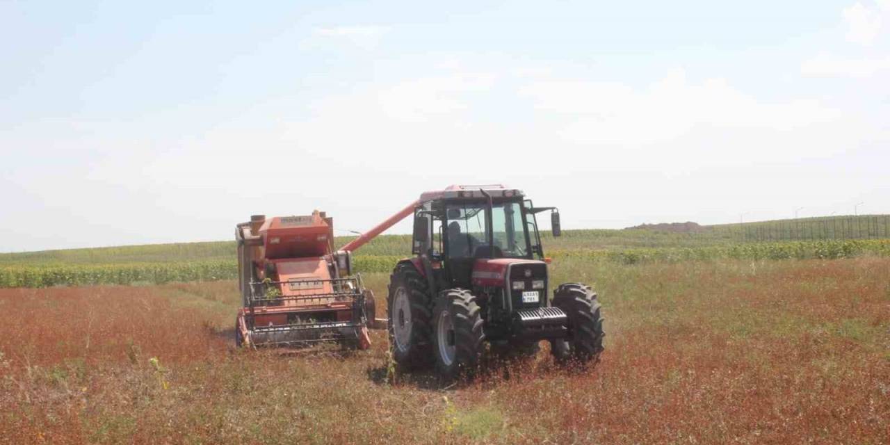 Büyük Umutlarla Ekimi Yapılan Karabuğday Hasat Edildi
