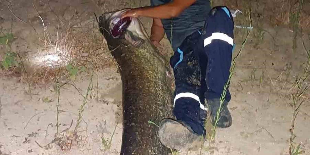 Tekirdağ’da 2 Metrelik Dev Yayın Balığı Yakalandı