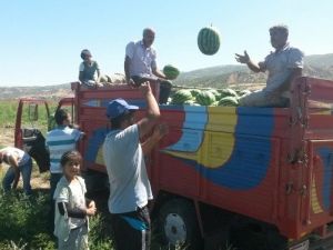 Karpuz Tarlada Kaldı