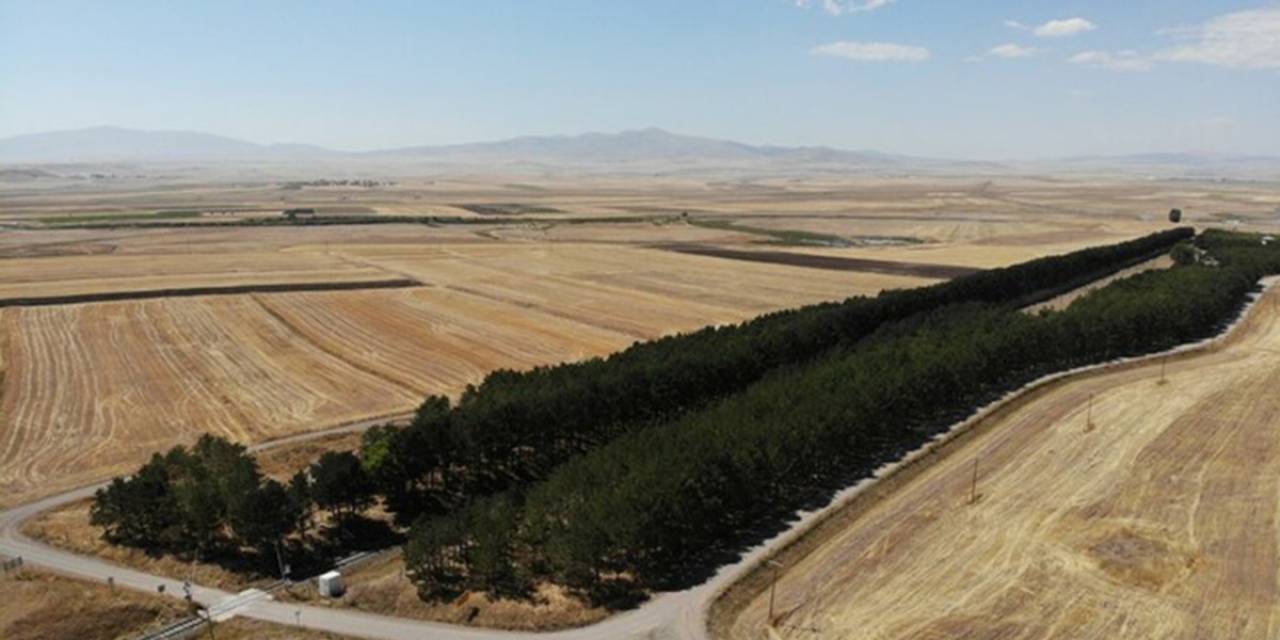 Kars’ta Tren İstasyonundaki Çam Ağaçları Kuruyor