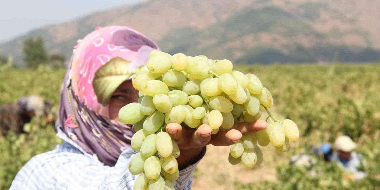 Meşhur “Hatun Parmağı” Üzümünün Hasadı Başladı