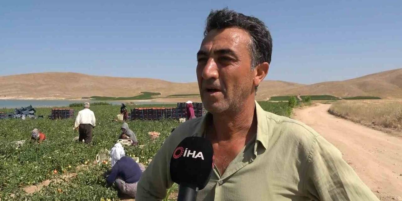 Aracılara İsyan Eden Tarla Sahibi Halka Seslendi, “Gelin Tarladan 4 Liraya Alın”