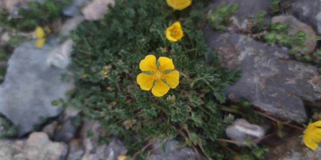 Bu Çiçek Dünyada Sadece Aladağlar Çevresinde Görülüyor
