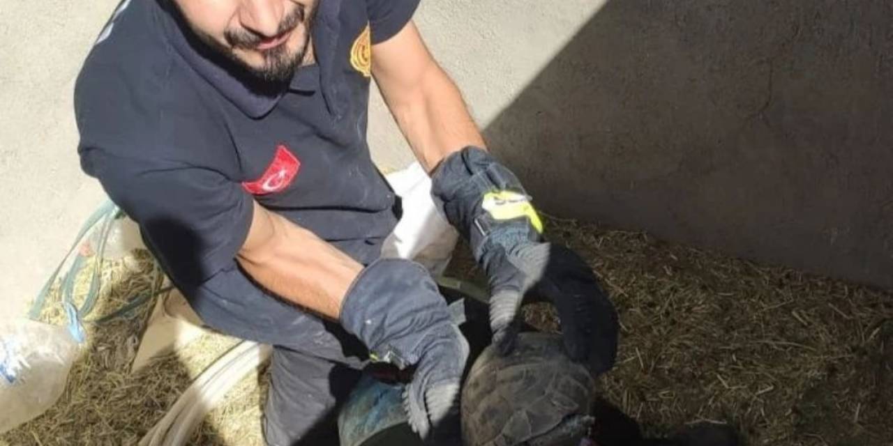 Kuyuda Mahsur Kalan Kaplumbağalar Kurtarıldı
