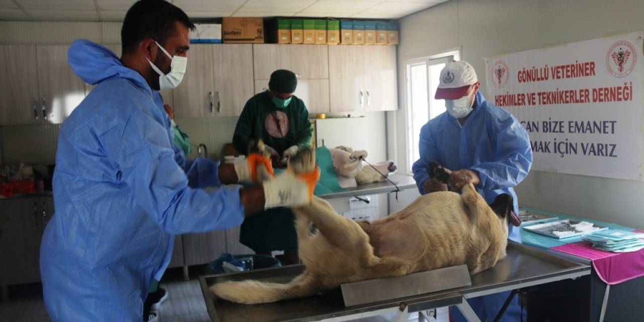 Bitlis’te 200 Sokak Köpeği Kısırlaştırıldı