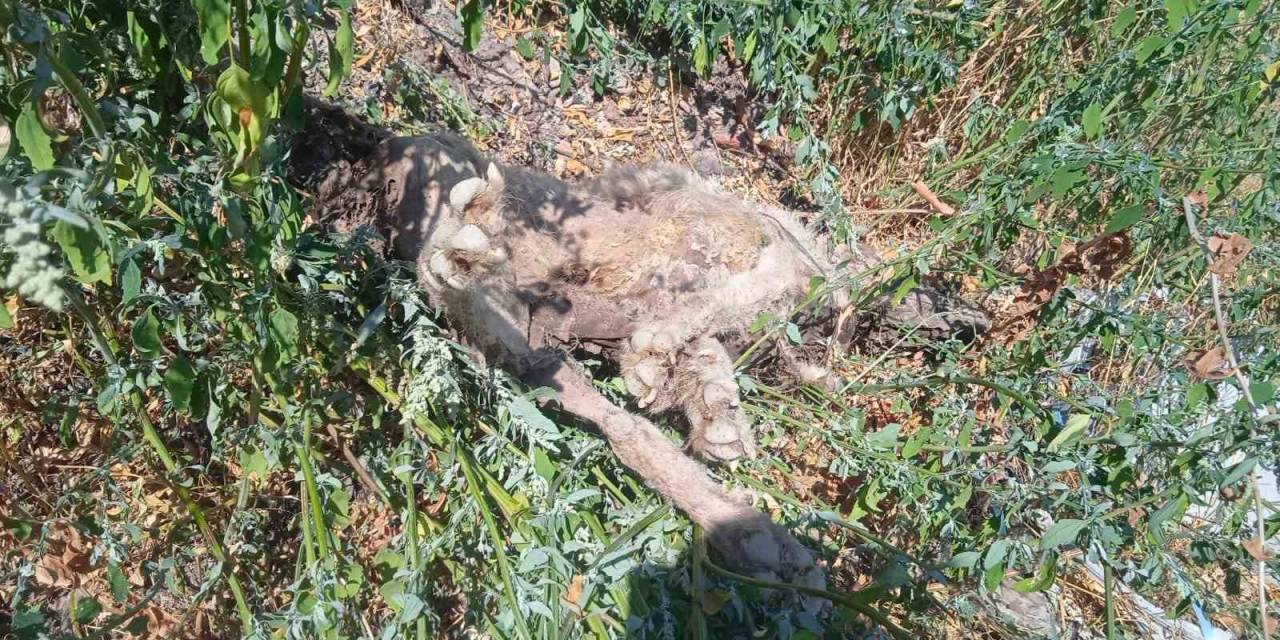 Kayıp Çoban Köpeği, Vurulmuş Halde Ölü Bulundu