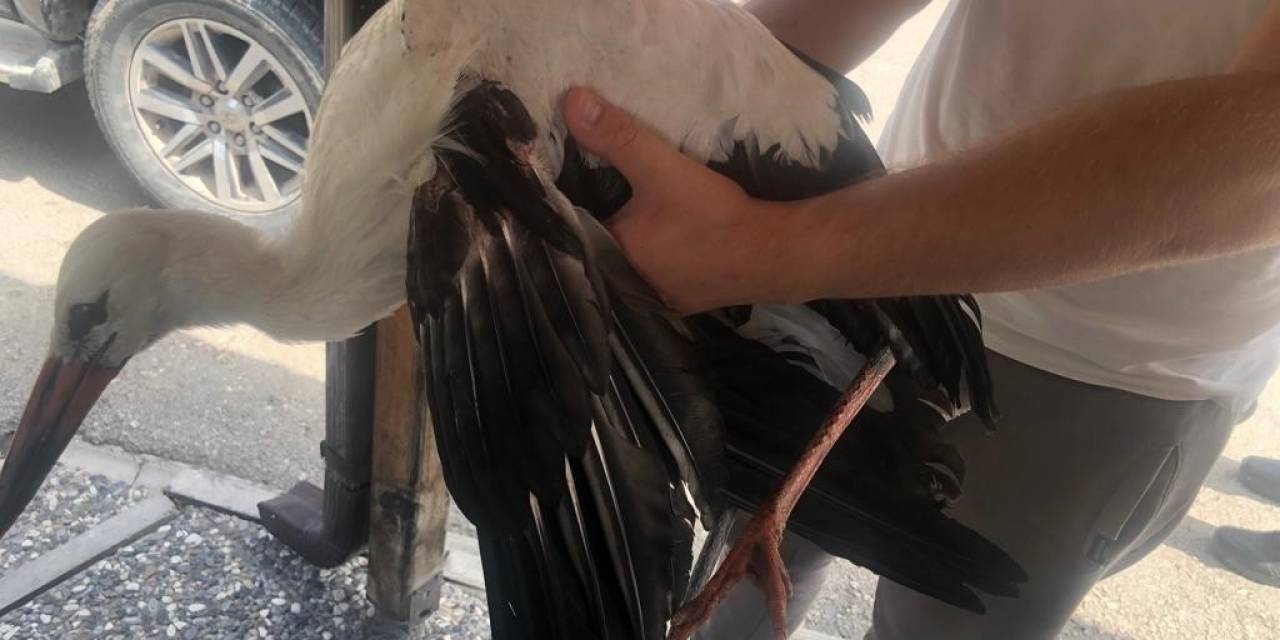 Ormancıların Bulduğu Yaralı Leylek Doğal Yaşam Alanına Salındı