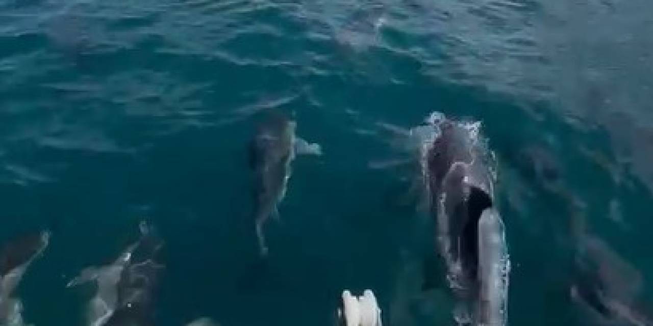 Yunuslar Giresun’da Tekneyle Böyle Yarıştı