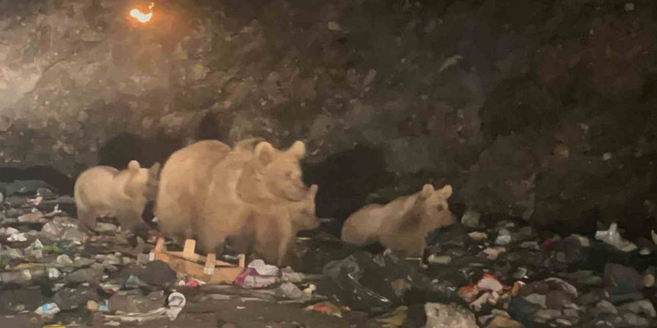 Sarıkamış’ta Ayılar ’çöplük Ayısı’ Oldu