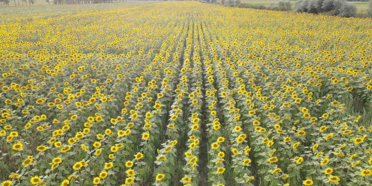 Ayçiçek Tarlalarında Kartpostallık Görüntüler