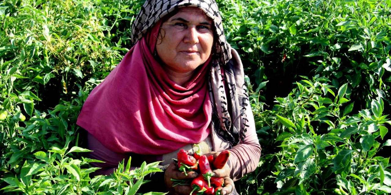 En Acı Hasat Başladı