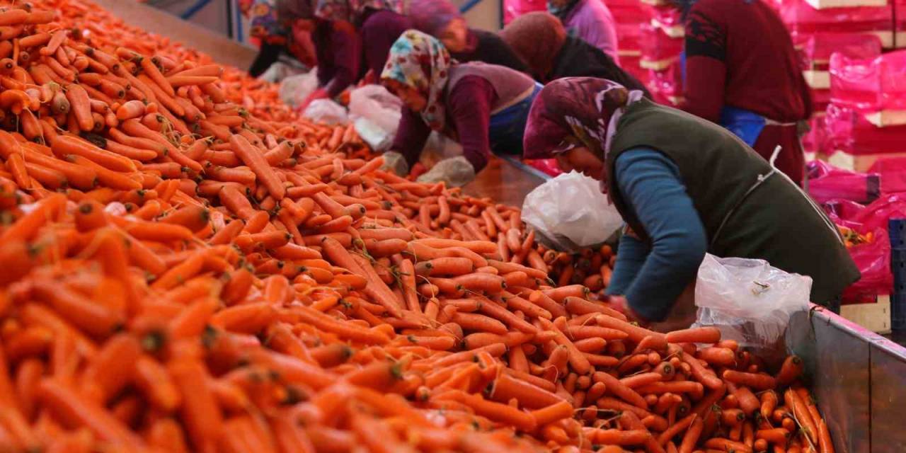 Aromasını Konya Ovasından Alan Havucun Hasadı Başladı