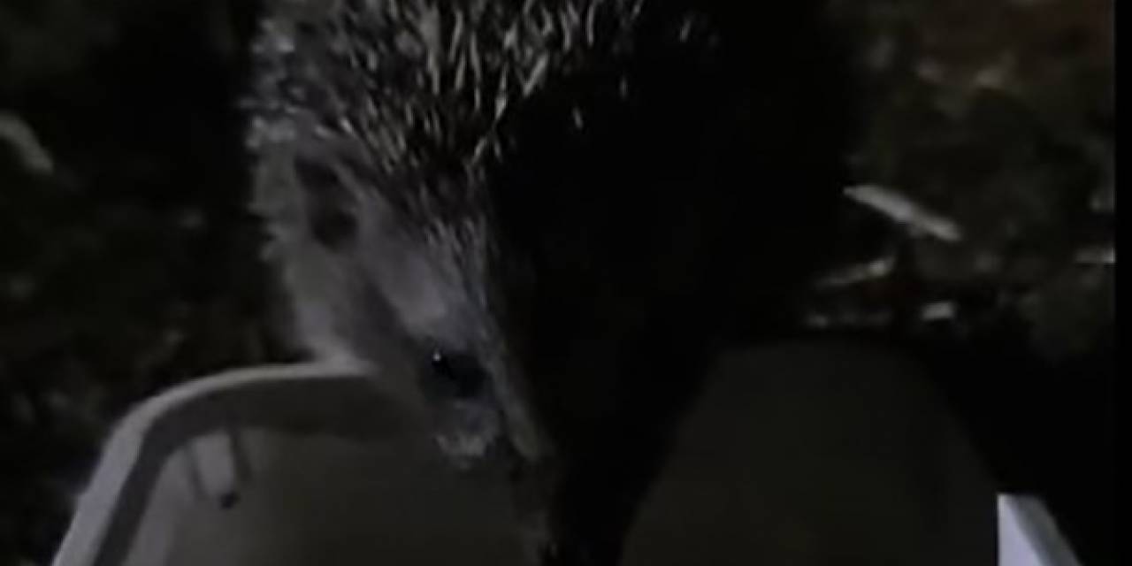 Yavru Kirpi, Su İhtiyacını Gidermek İçin Her Gün Evin Bahçesine Geliyor