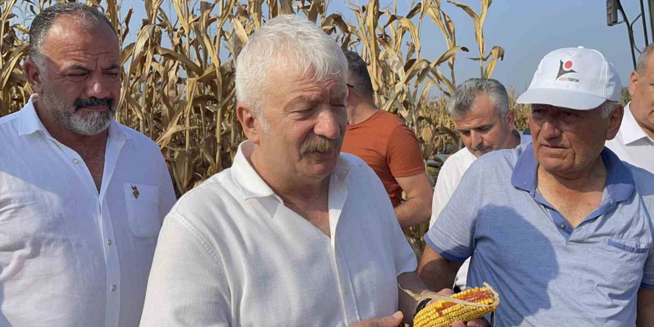 Osmaniye’de Mısır Üreticisi Fiyat Bekliyor