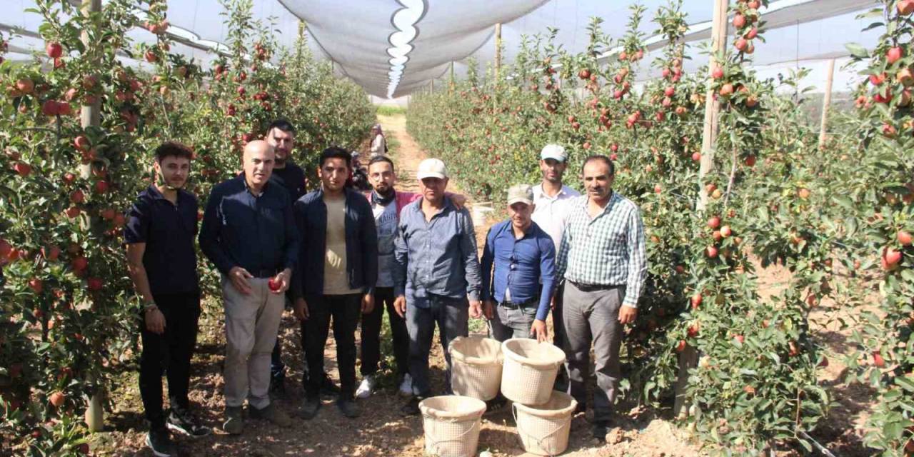 Türkiye’nin Elma Deposu Karaman’da 55 Gün Sürecek Olan Elma Hasadı Başladı