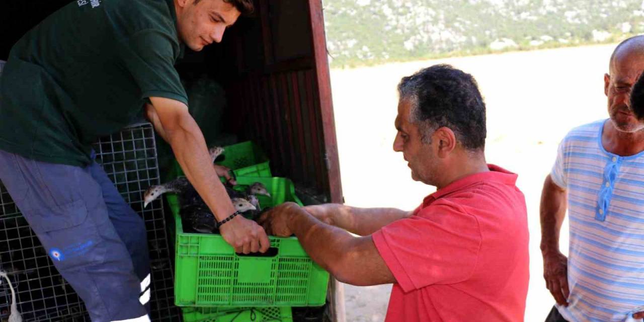 Büyükşehir Belediyesinin, Hindi İle Çekirge Mücadelesi Bu Yıl Da Sürüyor